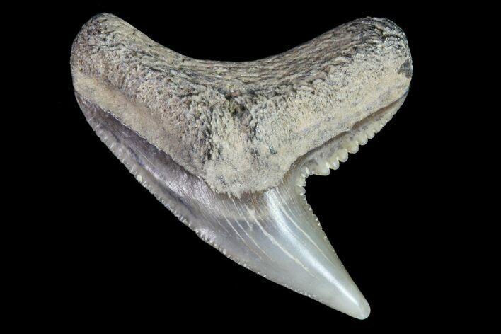 Colorful Fossil Tiger Shark (Galeocerdo) Tooth - Virginia #71143